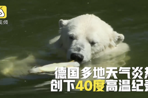 熱到窒息！德國北極熊吃冰棒解暑