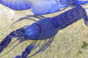 藍色小龍蝦「超自然震動」上演「金蟬脫殼」