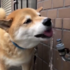 超治癒系：看小柴犬喝水，慢動作播放讓人超級舒暢