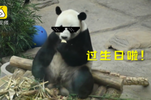 網紅大熊貓生日趴，躺貴妃椅吃冰果沙拉，兩千粉絲為牠慶生