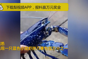 日本發現藍色龍蝦，概率百萬分之一！網：「煮熟了會變成紅色嗎？」