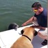 小海豚跟人類還有狗狗打招呼，把下巴放在船上超萌