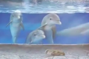 海豚們第一次見到松鼠，強勢圍觀