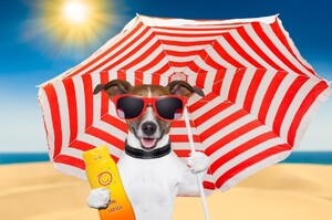《夏天防曬知多少》狗狗曬傷怎麼辦？這4個簡單實用的天然療法還你狗狗健康皮膚！