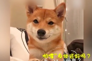 超萌柴犬諮詢師，保證幫你趕走不開心