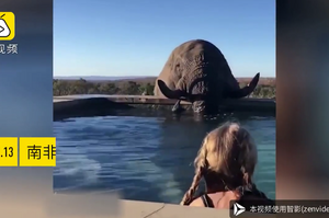 酒店泳池驚現大象，遊客都看傻了