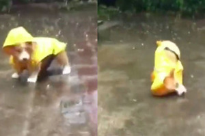 被雨衣絆倒的小短腿，就讓這大雨沖刷掉我的眼淚