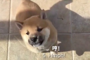 可兇可萌！2分鐘聽完柴犬各種的聲音