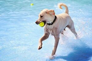 狗主人必知的狗狗夏天照護重點！10簡單方法讓狗狗度過開心又安全的炎熱夏日