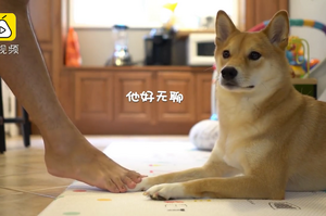 從無言到無奈到鄙視！主人「不小心」踩到柴犬的腳好幾次