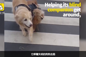 有愛！導盲犬收養了失明的流浪狗狗，從此一起生活形影不離