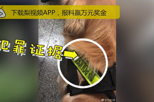 黃金獵犬冒充警犬，還在派出所偷吃民警雞翅，警：「拘留一日當做處罰吧」