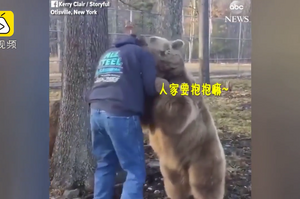 這才是真的「熊抱」，男子與棕熊玩得不亦樂乎：「站住！本熊要給你一個愛的抱抱！」