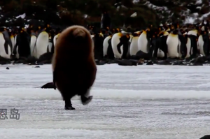 企鵝寶寶「摔倒」趕緊起來裝沒事，網友看了全笑噴！！