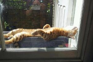 每天都在曬太陽的貓咪到底會不會「曬傷」？曬傷會出現那些徵兆？