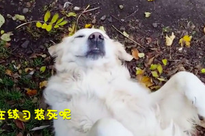 黃金獵犬時常練習裝死，知道原因後笑翻啦！