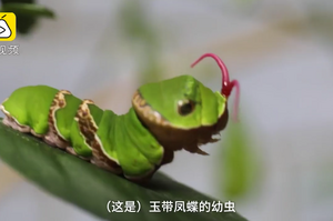 罕見！蝴蝶幼蟲學蛇吐蕊，頭上伸出一條「鮮紅舌頭」，還昂頭攻擊