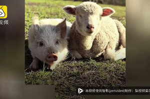 暖！跨物種及身心的友誼：體貼小豬成了盲眼小羊的眼睛