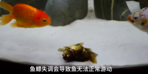 網友「特製輪椅」給金魚，牠開心游泳的畫面，讓人看了超感動！！