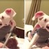 腦細胞死光光XD 當小小鬥牛犬面對主人的數學作業，超可愛的反應把所有人都萌哭啦！