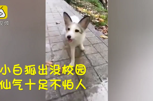 武漢大學校園驚現「小白狐」，仙氣十足還不怕人！