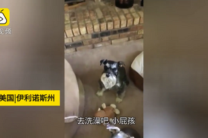 超戲精！萌狗一秒變「惡犬」，對主人呲牙咧嘴裝狠，只為拒絕洗澡