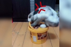 肚子餓不氣不求人 聰明兔自己開罐來吃