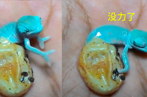 青藍色動物孵化爬出的畫面，網友驚呼：太奇妙了！