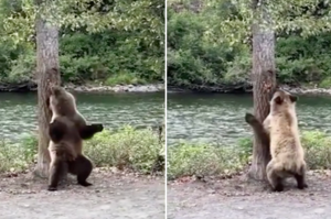 深蹲還要M字腿！熊熊找到抓癢樹，扭腰甩臀動作超級騷！網：在跳鋼管舞嗎