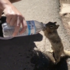 太可愛啦！天氣太熱，松鼠向路人討水喝，抱住瓶口不放手：「再給我喝一點～」