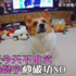 爸爸跟嘎逼玩「今天不准笑」，嘎逼表現超級好！後來聽到「關鍵字」秒破功，網：真的聽得懂诶！