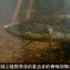 世界上最辛苦的魚，無水夏眠6個月