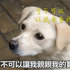 「可以讓我再親親牠嗎？」狗媽媽送別孩子的畫面，網友看了全淚崩！