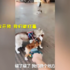 兩狗一貓當街相遇，狗主人拉著狗連連後退一直對貓咪道歉！網：主人知道這貓師從葉問