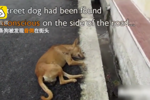 流浪狗狗昏倒街頭24小時不醒，終被救治恢復健康，找人撒嬌的樣子令人淚崩！