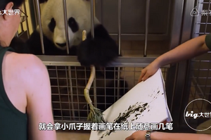 一隻會畫畫的大熊貓：吃飽就拿起竹子做「水墨畫」，畫作已破百張為動物園賺進大錢