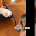 麻麻猛拍新成員，竟發現老大表情酸到爆！