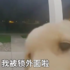 小黃金把自己鎖在門外，機靈敲門把人萌翻！