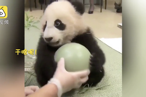 萌到犯規！可愛熊貓實力保衛球球，伸出爪子回擊：「我的球球誰都不可以碰！」