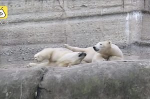 憨萌！北極熊清晨從睡夢中緩緩醒來，兩隻頻頻打哈欠賴床的模樣真是療癒感十足！