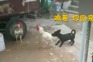 爆笑！兩隻公雞打架，狗狗看到後忙著勸架！！