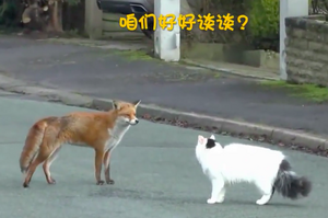 熱情狐狸遇見「高冷喵」狐狸：交個朋友好難！