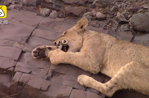 借酒消愁？南非驚見小獅子猛咬遊客剩下的啤酒罐，網：「可愛又令人憤怒！」