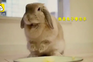 超可愛！兔兔也會拳擊，還放慢速度讓你看清楚：「我可不是吃素的！」