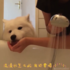 狗狗的奇葩習慣，一到洗澡就要喝水：「喝了沒病才能洗得乾淨啊～」