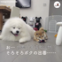 超治癒！安靜薩摩和活潑柴犬的日常，劇烈反差萌讓人融化！