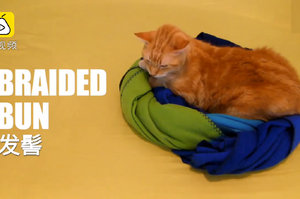 實用！天氣轉涼，怎麼給貓貓折毯子！總有一種適合你家主子的！