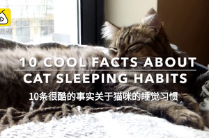 十個關於喵的睡眠習慣，鏟屎要知道這些「超酷知識」