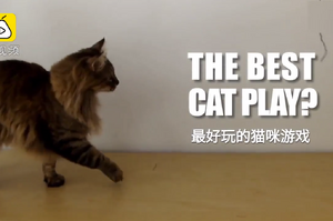 怎麼和貓貓玩，教你一種逗貓方式：一根彈性繩子就夠！