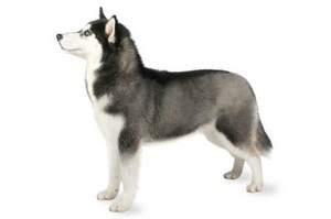 犬種介紹與飼養：西伯利亞雪橇犬（哈士奇）
